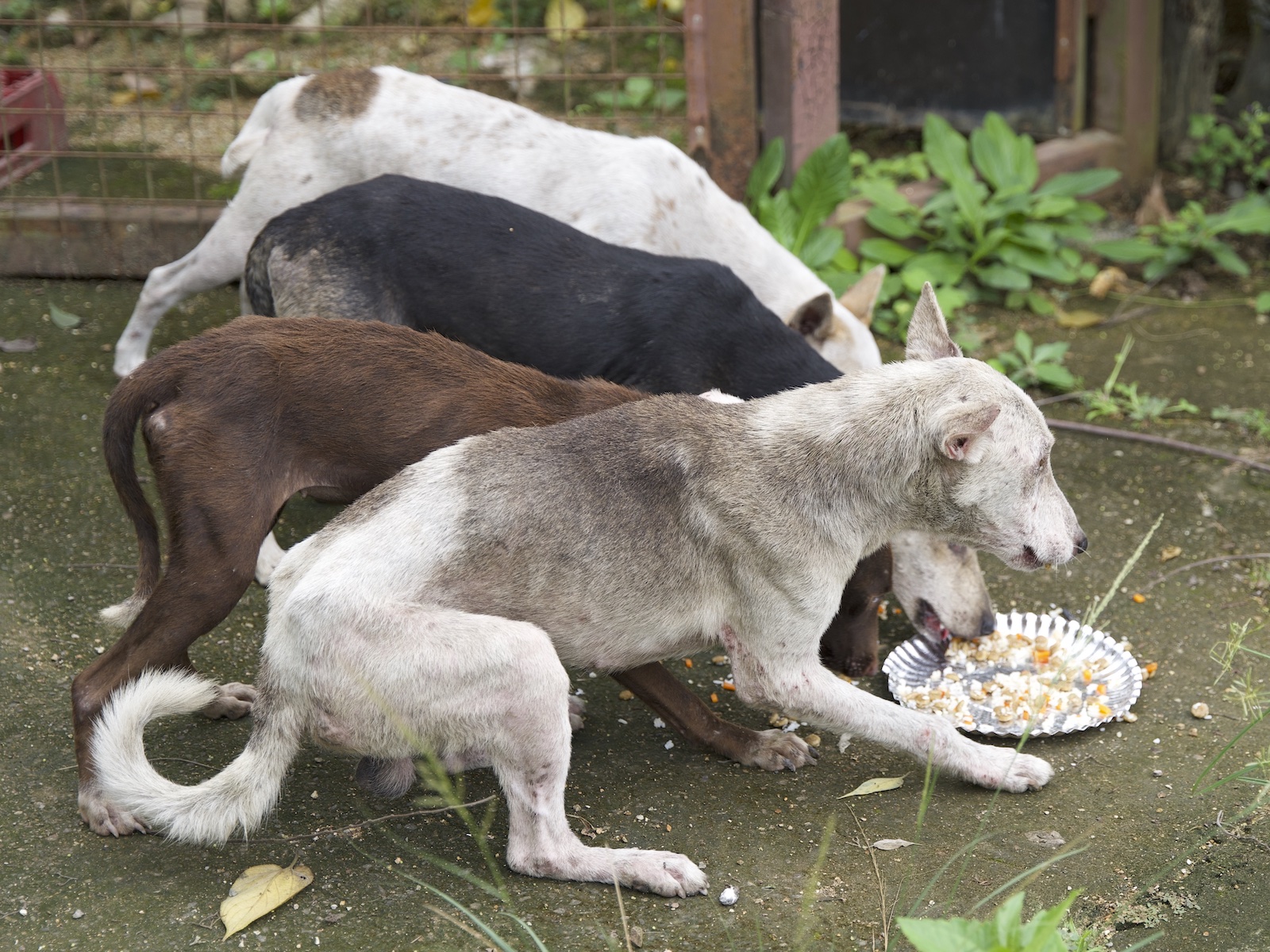 Stray Feeding Program